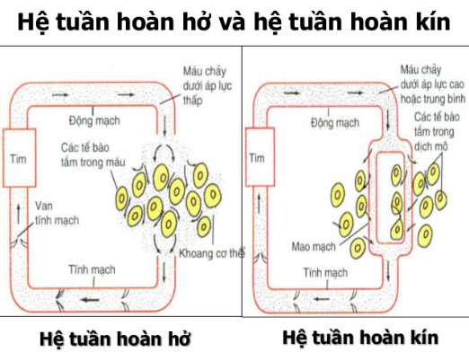 he-tuan-hoan(1).jpg