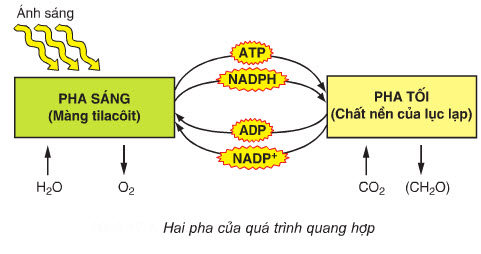 quang-hop(2).jpg