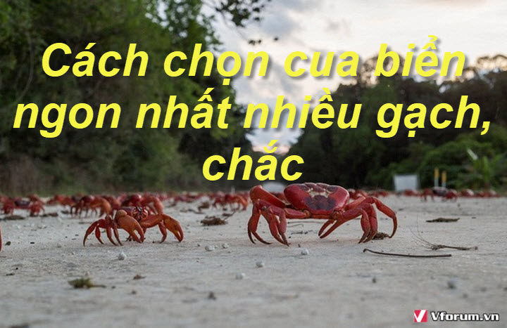 cach-chon-cua-bien-ngon-nhat-nhieu-gach-chac.jpg