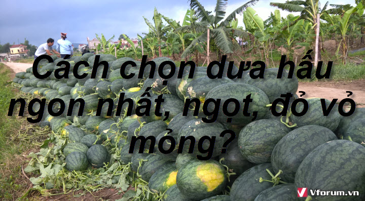 cach-chon-dua-hau-ngon-nhat-ngot-do-vo-mong-1(1).jpg