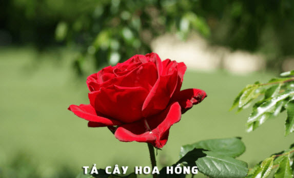 dan-y-ta-cay-hoa-hong.jpg