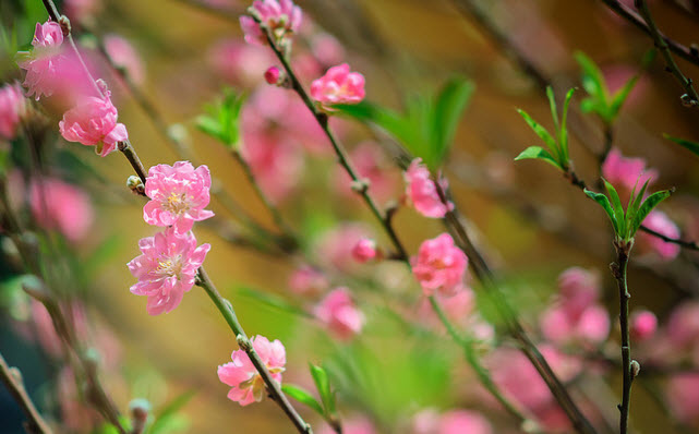 Tả cây hoa đào ngày tết lớp 4 5 6 hay nhất - Bài văn mẫu tả cây hoa | VFO.VN