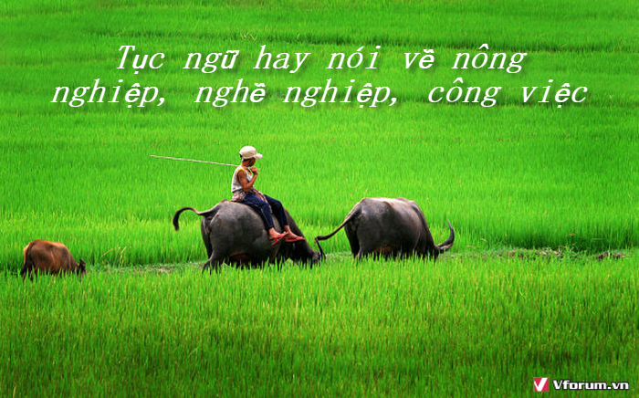 tuc-ngu-hay-noi-ve-nong-nghiep-nghe-nghiep-cong-viec.png
