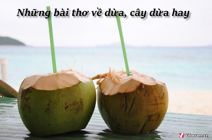 Những Bài Thơ Về Dừa, Cây Dừa Hay | Vfo.Vn