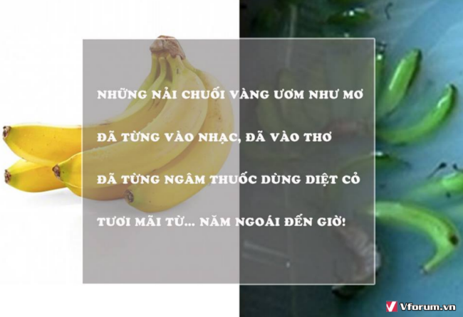 nhung-cau-noi-hay-bai-tho-hay-ve-an-toan-thuc-pham-y-nghia-3.png