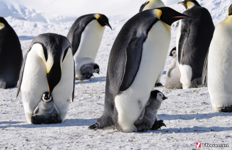Cập nhật hơn 64 hình nền chim cánh cụt cute hay nhất  CB