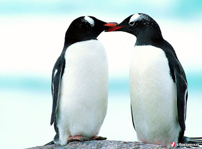 Tìm hiểu với hơn 108 hình ảnh chim cánh cụt cute mới nhất  thtantai2eduvn