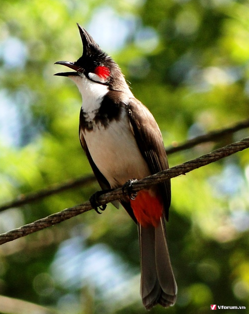 500 Hình Nền Chim Đẹp Sinh Động Nhất Thế Giới Tự Nhiên