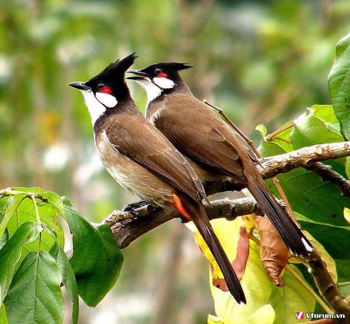 45 cánh chim đẹp như bay ra từ cổ tích đậu lại trên đất Việt  Tuổi Trẻ  Online