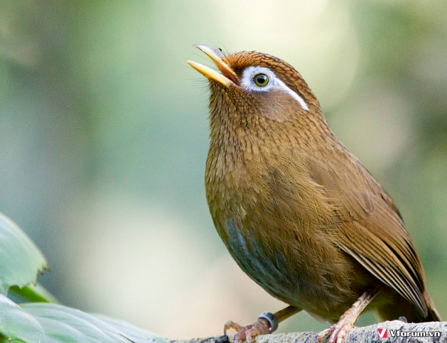 Chim họa mi là loại chim người H'mông rất yêu thích - Ảnh của Cao nguyên đá  Đồng Văn, Hà Giang - Tripadvisor