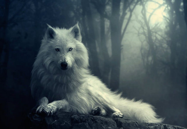 Chó sói tuyết: Chó sói tuyết với bộ lông trắng xóa và ánh mắt sáng tạo sẽ khiến bạn mê mẩn từ cái nhìn đầu tiên. Đó là những sinh vật vô cùng đẹp mà thiên nhiên đã ban tặng cho chúng ta. Hãy cùng khám phá những hình ảnh tuyệt vời về loài chó sói tuyết này mà bạn khó có thể rời mắt.