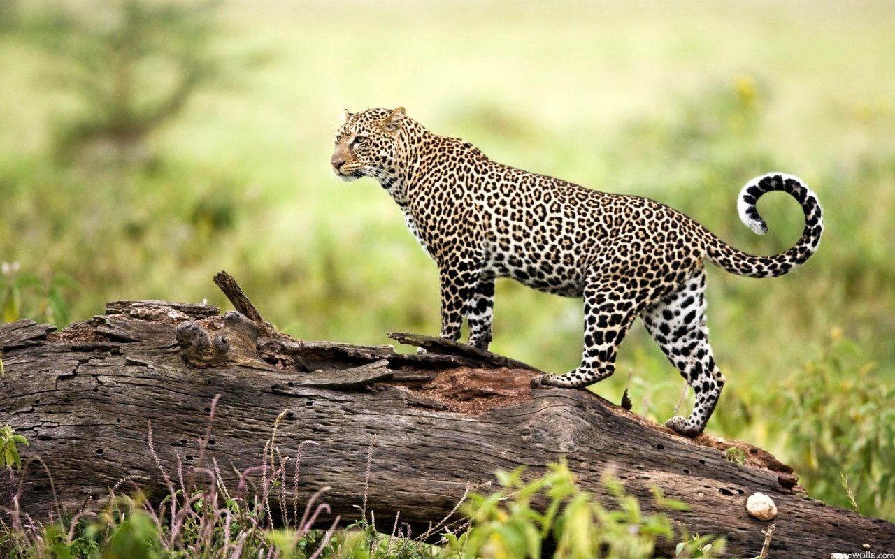 Hình nền  động vật Đơn sắc mèo lớn Râu con báo Fractalius Jaguar Con  báo bóng tối Động vật có vú Hình nền máy tính đen và trắng Nhiếp ảnh  đơn