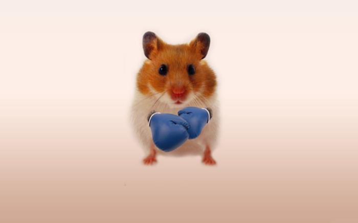 Ảnh Chuột Hamster Dễ Thương Cute Hài Hước Nhất