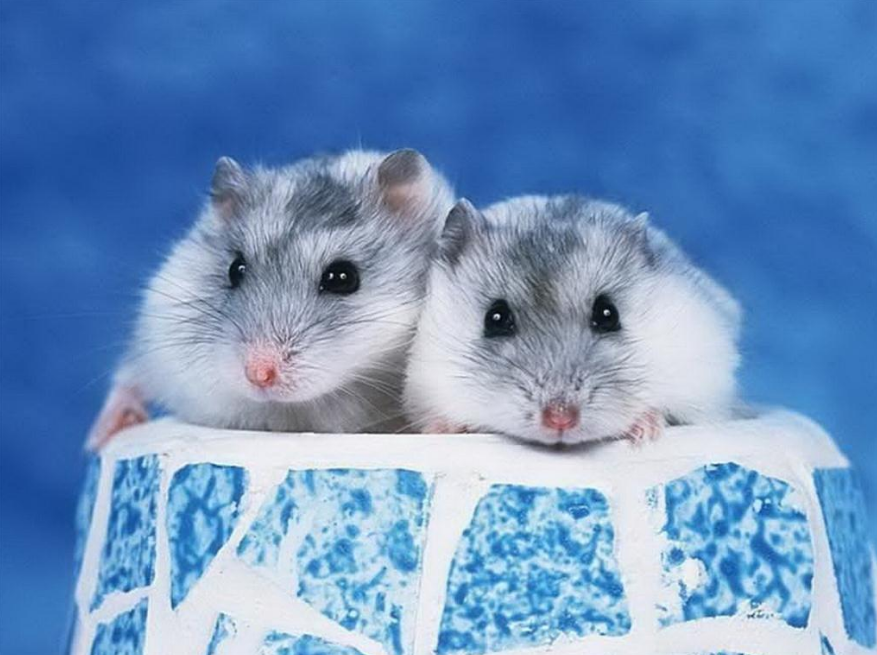 Hình ảnh chuột Hamster nhỏ nhắn xinh xắn và đáng yêu nhất