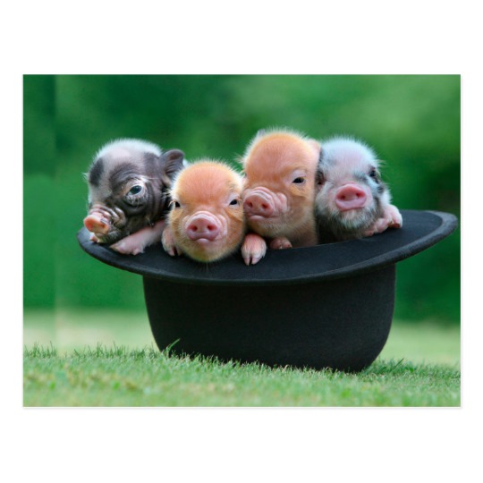 Lợn Con Heo Thú Vật Động Có  Miễn Phí vector hình ảnh trên Pixabay