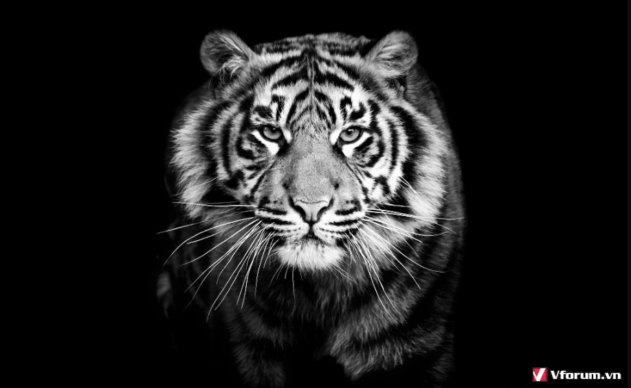 Hình ảnh, hình nền con hổ đẹp nhất | VFO.VN