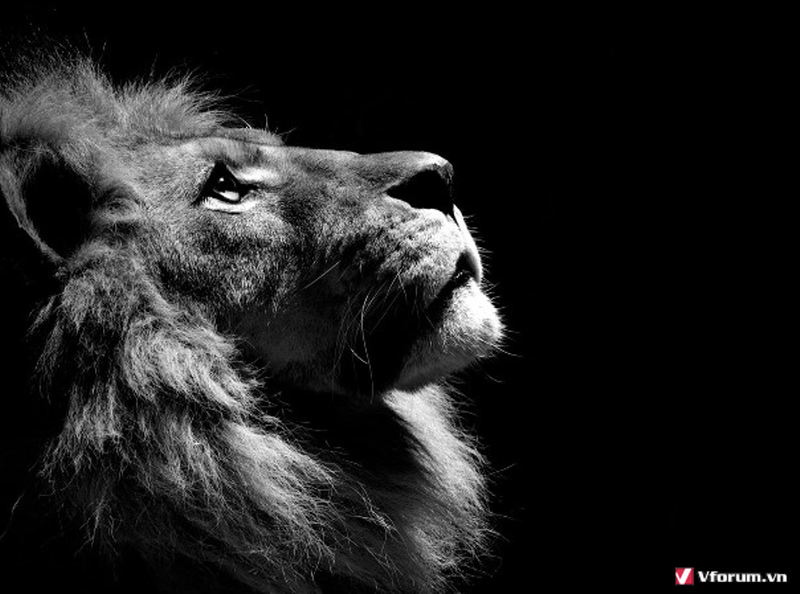 Hình ảnh, hình nền con sư tử đẹp nhất 