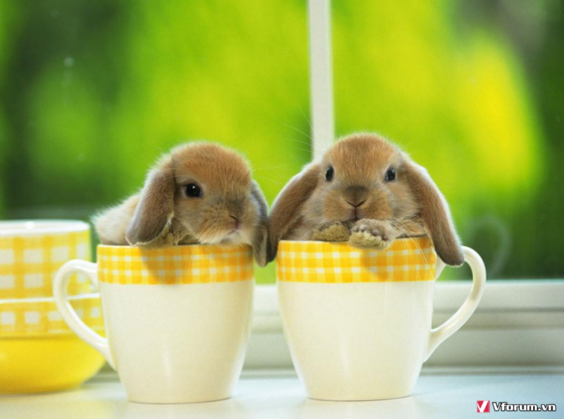 Hình ảnh, hình nền con thỏ đẹp nhất dễ thương | VFO.VN