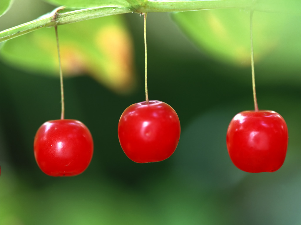 Hình ảnh, hình nền quả Cherry đẹp nhất 