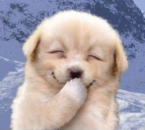 Nụ cười của con chó không chỉ khiến người xem vui mà còn thực sự quý giá và đáng yêu. Hãy xem hình ảnh về \