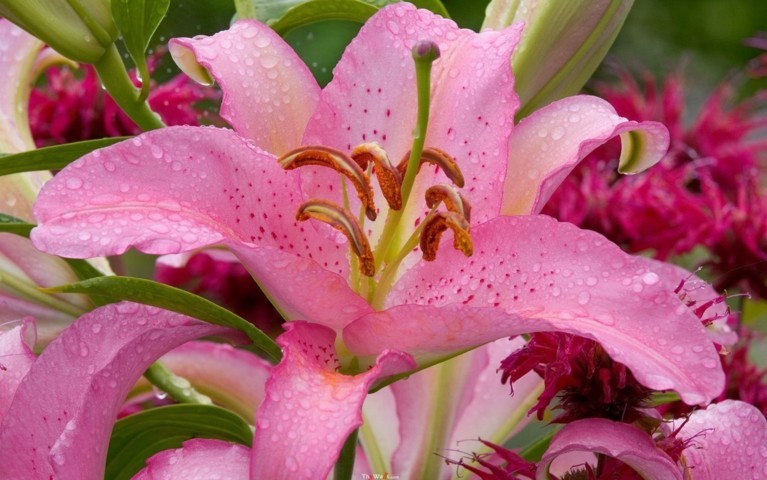 Top Những Hình Ảnh Hoa Đẹp, Bông Hoa Đẹp Nhất | Vfo.Vn