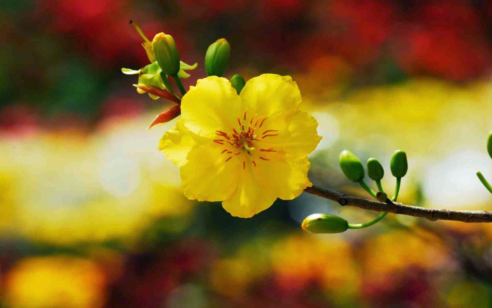 Top những hình ảnh hoa đẹp, bông hoa đẹp nhất | VFO.VN