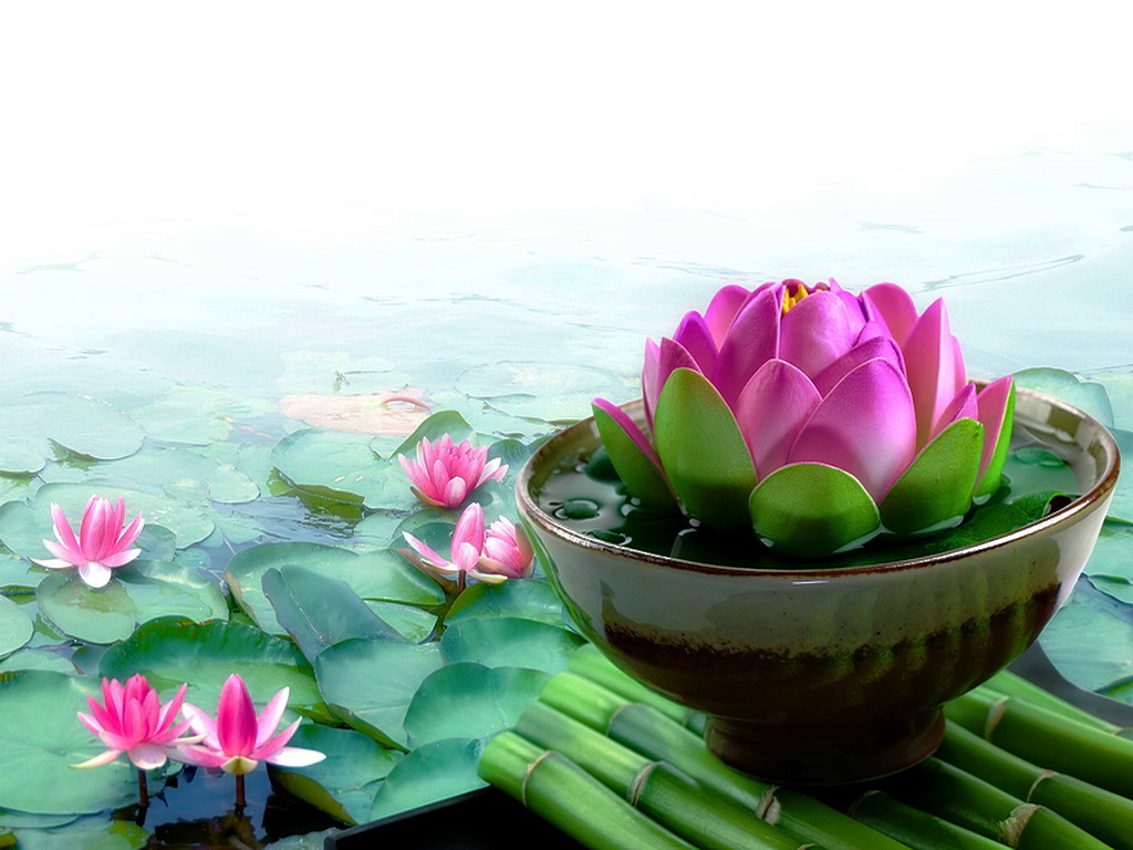 Khám phá 65+ hình bông hoa đẹp tuyệt vời nhất - thtantai2.edu.vn
