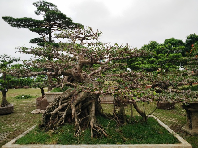 hinh-anh-bonsai-cay-canh-cay-xanh-the-dep-nhat-dat-tien-10.jpg