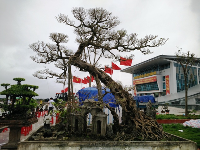 hinh-anh-bonsai-cay-canh-cay-xanh-the-dep-nhat-dat-tien-12.jpg