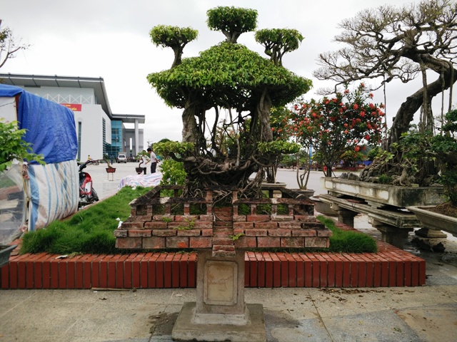 hinh-anh-bonsai-cay-canh-cay-xanh-the-dep-nhat-dat-tien-13.jpg