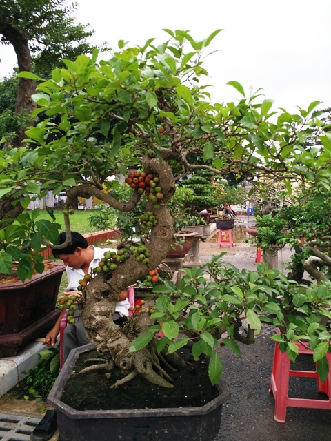 hinh-anh-bonsai-cay-canh-cay-xanh-the-dep-nhat-dat-tien-16.jpg