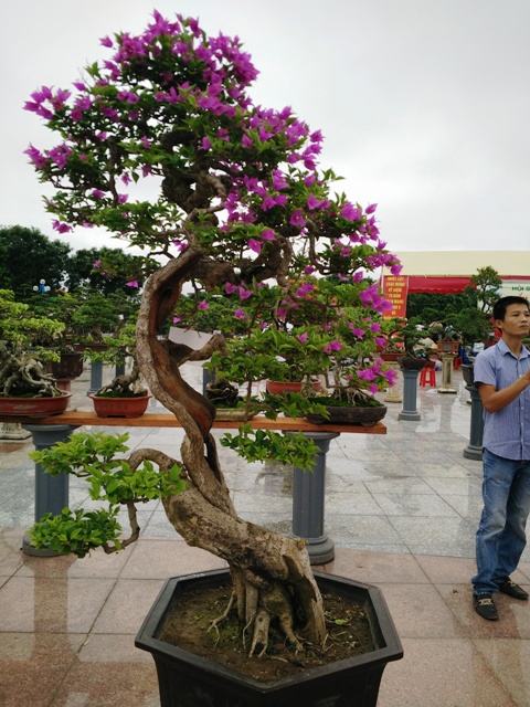 hinh-anh-bonsai-cay-canh-cay-xanh-the-dep-nhat-dat-tien-17.jpg