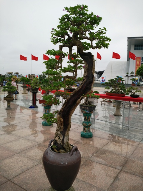 hinh-anh-bonsai-cay-canh-cay-xanh-the-dep-nhat-dat-tien-18.jpg