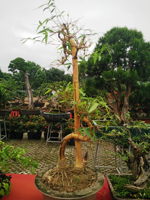 hinh-anh-bonsai-cay-canh-cay-xanh-the-dep-nhat-dat-tien-19.jpg
