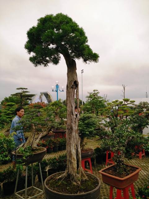 Tìm hiểu ý nghĩa hình dáng cây bonsai trong phong thủy