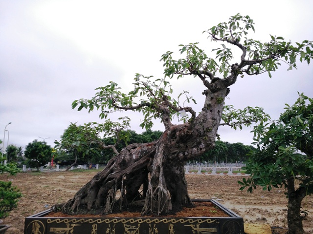 hinh-anh-bonsai-cay-canh-cay-xanh-the-dep-nhat-dat-tien-20.jpg