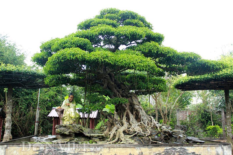 hinh-anh-bonsai-cay-canh-cay-xanh-the-dep-nhat-dat-tien-21.jpg