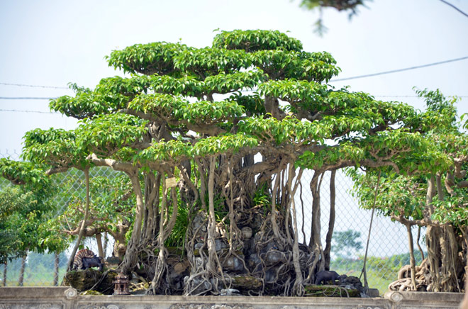 hinh-anh-bonsai-cay-canh-cay-xanh-the-dep-nhat-dat-tien-22.jpg