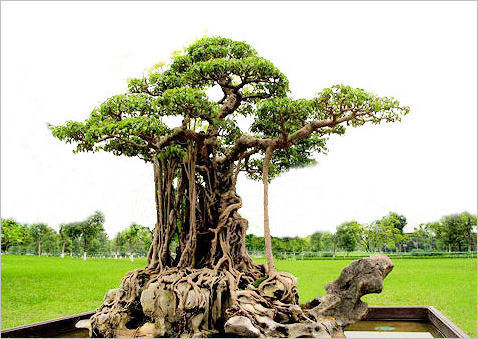 hinh-anh-bonsai-cay-canh-cay-xanh-the-dep-nhat-dat-tien-23.jpg