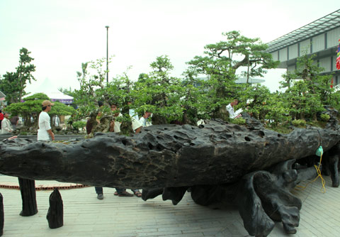 hinh-anh-bonsai-cay-canh-cay-xanh-the-dep-nhat-dat-tien-24.jpg