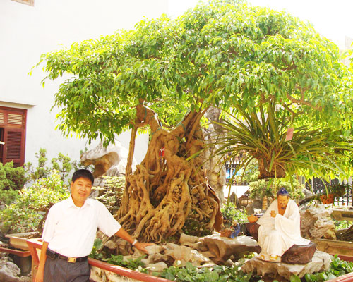 hinh-anh-bonsai-cay-canh-cay-xanh-the-dep-nhat-dat-tien-25.jpg