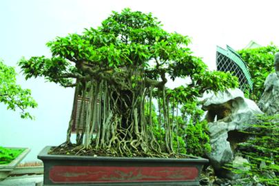 hinh-anh-bonsai-cay-canh-cay-xanh-the-dep-nhat-dat-tien-26.jpg