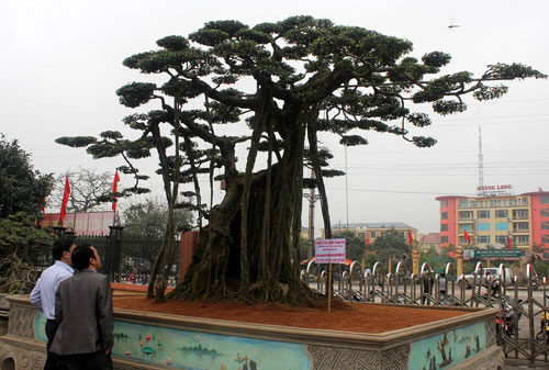 hinh-anh-bonsai-cay-canh-cay-xanh-the-dep-nhat-dat-tien-28.jpg