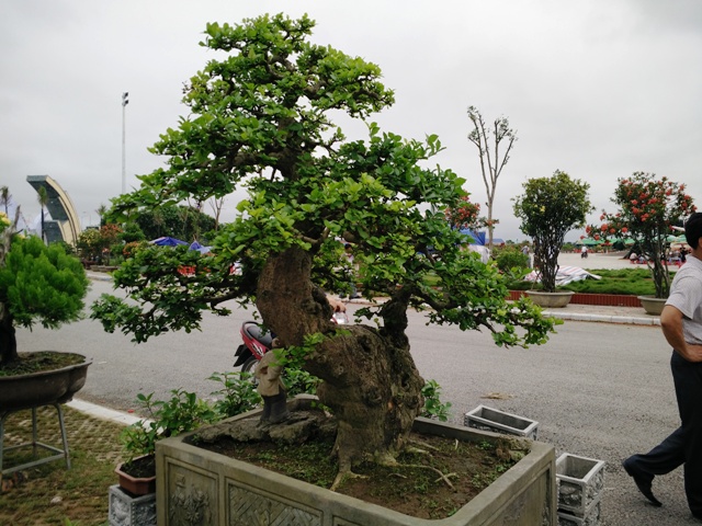 hinh-anh-bonsai-cay-canh-cay-xanh-the-dep-nhat-dat-tien-3.jpg