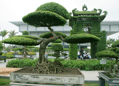hinh-anh-bonsai-cay-canh-cay-xanh-the-dep-nhat-dat-tien-30.jpg