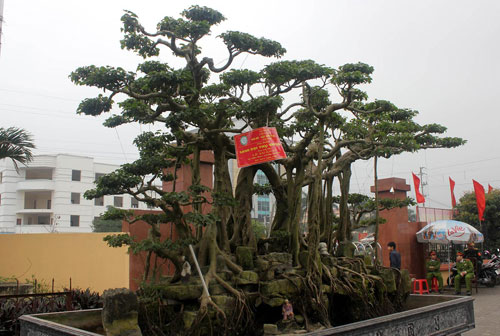 hinh-anh-bonsai-cay-canh-cay-xanh-the-dep-nhat-dat-tien-31.jpg