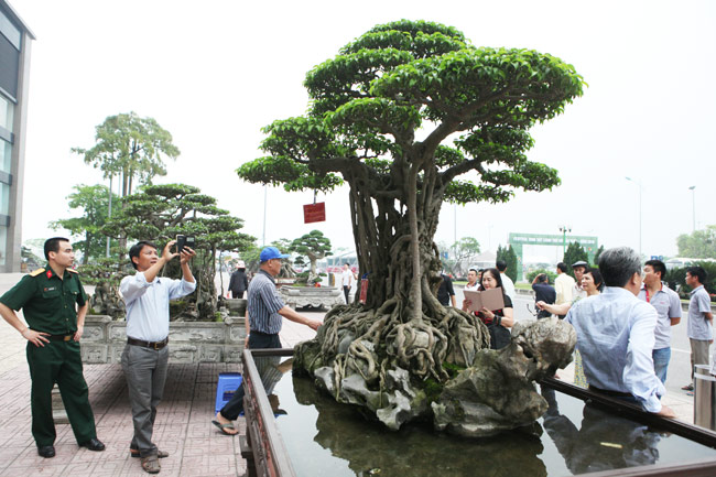 hinh-anh-bonsai-cay-canh-cay-xanh-the-dep-nhat-dat-tien-33.jpg