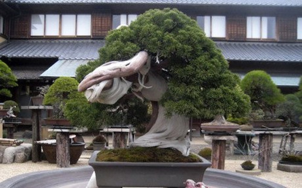 hinh-anh-bonsai-cay-canh-cay-xanh-the-dep-nhat-dat-tien-35.jpg