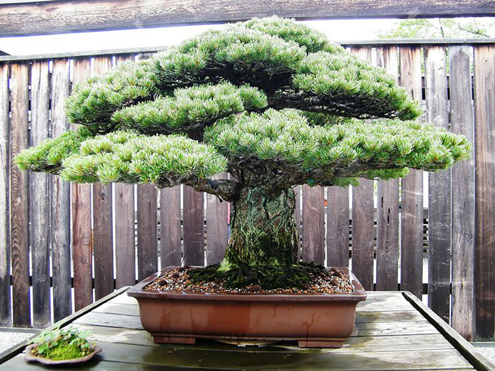hinh-anh-bonsai-cay-canh-cay-xanh-the-dep-nhat-dat-tien-37.jpg