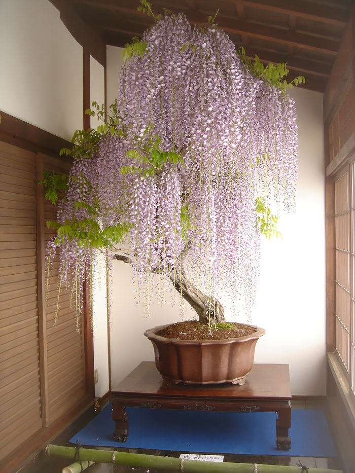 hinh-anh-bonsai-cay-canh-cay-xanh-the-dep-nhat-dat-tien-38.jpg